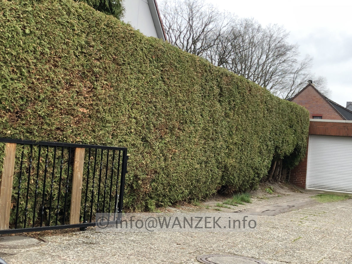 Hecke Thuja Brabant 001 geschnitten.JPG